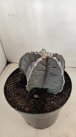 ASTROPHYTUM cv KIKKO Nº 1039 – vaso 15 - Imagem 8