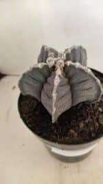 ASTROPHYTUM cv KIKKO Nº 1039 – vaso 15 - Imagem 7