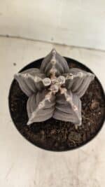 ASTROPHYTUM cv KIKKO Nº 1039 – vaso 15 - Imagem 6