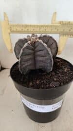 ASTROPHYTUM cv KIKKO Nº 1039 – vaso 15 - Imagem 4