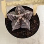 ASTROPHYTUM cv KIKKO Nº 1039 – vaso 15