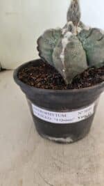 MATRIZ ASTROPHYTUM cv KIKKO "4 Quinas" Nº 1040 – vaso 15 - Imagem 9