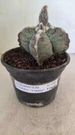 MATRIZ ASTROPHYTUM cv KIKKO "4 Quinas" Nº 1040 – vaso 15 - Imagem 8