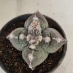 MATRIZ ASTROPHYTUM cv KIKKO "4 Quinas" Nº 1040 – vaso 15