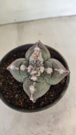 MATRIZ ASTROPHYTUM cv KIKKO "4 Quinas" Nº 1040 – vaso 15