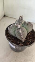 MATRIZ ASTROPHYTUM cv KIKKO "4 Quinas" Nº 1040 – vaso 15 - Imagem 7