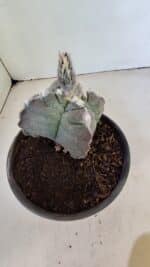 MATRIZ ASTROPHYTUM cv KIKKO "4 Quinas" Nº 1040 – vaso 15 - Imagem 6