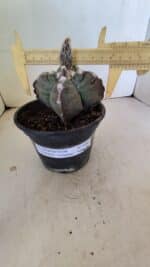 MATRIZ ASTROPHYTUM cv KIKKO "4 Quinas" Nº 1040 – vaso 15 - Imagem 4