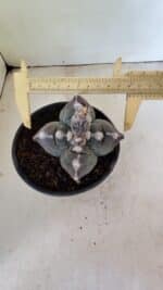 MATRIZ ASTROPHYTUM cv KIKKO "4 Quinas" Nº 1040 – vaso 15 - Imagem 5