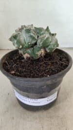 MATRIZ ASTROPHYTUM cv KIKKO "Colonia" Nº 1041 – vaso 15 - Imagem 2
