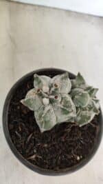 MATRIZ ASTROPHYTUM cv KIKKO "Colonia" Nº 1041 – vaso 15 - Imagem 8