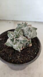 MATRIZ ASTROPHYTUM cv KIKKO "Colonia" Nº 1041 – vaso 15 - Imagem 3