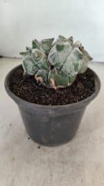 MATRIZ ASTROPHYTUM cv KIKKO "Colonia" Nº 1041 – vaso 15 - Imagem 6