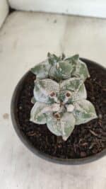 MATRIZ ASTROPHYTUM cv KIKKO "Colonia" Nº 1041 – vaso 15 - Imagem 5