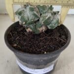MATRIZ ASTROPHYTUM cv KIKKO "Colonia" Nº 1041 – vaso 15