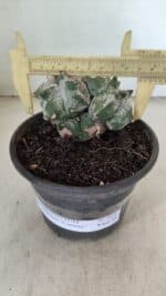 MATRIZ ASTROPHYTUM cv KIKKO "Colonia" Nº 1041 – vaso 15