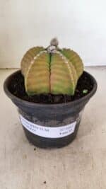 MATRIZ ASTROPHYTUM cv KIKKO Nº 1042 – vaso 15 - Imagem 2