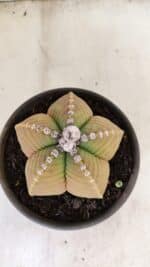 MATRIZ ASTROPHYTUM cv KIKKO Nº 1042 – vaso 15 - Imagem 3