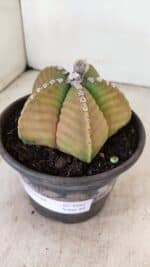 MATRIZ ASTROPHYTUM cv KIKKO Nº 1042 – vaso 15 - Imagem 8
