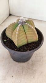 MATRIZ ASTROPHYTUM cv KIKKO Nº 1042 – vaso 15 - Imagem 7