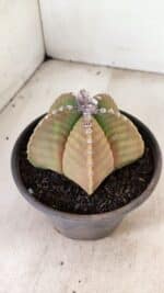 MATRIZ ASTROPHYTUM cv KIKKO Nº 1042 – vaso 15 - Imagem 6