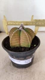 MATRIZ ASTROPHYTUM cv KIKKO Nº 1042 – vaso 15 - Imagem 4