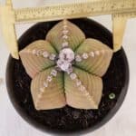 MATRIZ ASTROPHYTUM cv KIKKO Nº 1042 – vaso 15