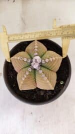 MATRIZ ASTROPHYTUM cv KIKKO Nº 1042 – vaso 15