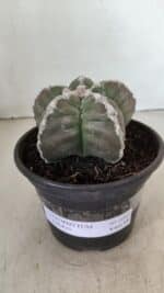 MATRIZ ASTROPHYTUM cv KIKKO Nº 1043 – vaso 15 - Imagem 2