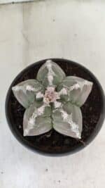 MATRIZ ASTROPHYTUM cv KIKKO Nº 1043 – vaso 15 - Imagem 3