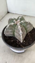 MATRIZ ASTROPHYTUM cv KIKKO Nº 1043 – vaso 15 - Imagem 9