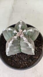 MATRIZ ASTROPHYTUM cv KIKKO Nº 1043 – vaso 15 - Imagem 6