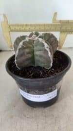 MATRIZ ASTROPHYTUM cv KIKKO Nº 1043 – vaso 15 - Imagem 4