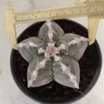 MATRIZ ASTROPHYTUM cv KIKKO Nº 1043 – vaso 15