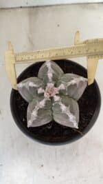 MATRIZ ASTROPHYTUM cv KIKKO Nº 1043 – vaso 15