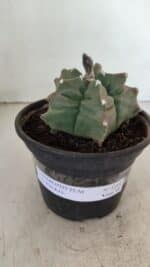 MATRIZ ASTROPHYTUM cv KIKKO Nº 1044 – vaso 15 - Imagem 2