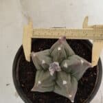 MATRIZ ASTROPHYTUM cv KIKKO Nº 1044 – vaso 15