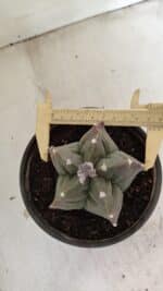 MATRIZ ASTROPHYTUM cv KIKKO Nº 1044 – vaso 15