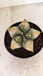 MATRIZ ASTROPHYTUM cv KIKKO "Variegata" Nº 1045 – vaso 15 - Imagem 3