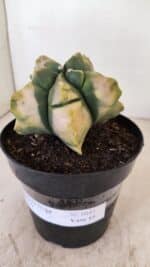 MATRIZ ASTROPHYTUM cv KIKKO "Variegata" Nº 1045 – vaso 15 - Imagem 9