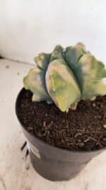 MATRIZ ASTROPHYTUM cv KIKKO "Variegata" Nº 1045 – vaso 15 - Imagem 8