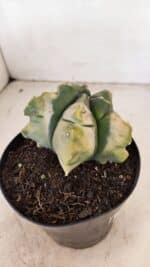 MATRIZ ASTROPHYTUM cv KIKKO "Variegata" Nº 1045 – vaso 15 - Imagem 7