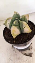 MATRIZ ASTROPHYTUM cv KIKKO "Variegata" Nº 1045 – vaso 15 - Imagem 6