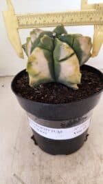 MATRIZ ASTROPHYTUM cv KIKKO "Variegata" Nº 1045 – vaso 15