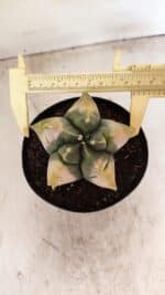 MATRIZ ASTROPHYTUM cv KIKKO "Variegata" Nº 1045 – vaso 15 - Imagem 5