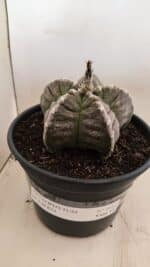 MATRIZ ASTROPHYTUM cv KIKKO Nº 1046 – vaso 15 - Imagem 2