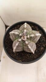 MATRIZ ASTROPHYTUM cv KIKKO Nº 1046 – vaso 15 - Imagem 3