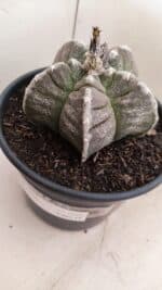 MATRIZ ASTROPHYTUM cv KIKKO Nº 1046 – vaso 15 - Imagem 8