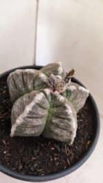 MATRIZ ASTROPHYTUM cv KIKKO Nº 1046 – vaso 15 - Imagem 6