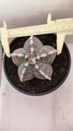 MATRIZ ASTROPHYTUM cv KIKKO Nº 1046 – vaso 15 - Imagem 5